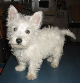 Mein Name ist Jockel